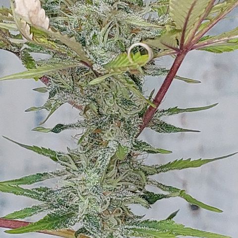 Sasha growlog timeline photo