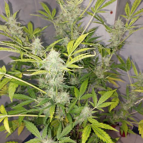 Victoria growlog timeline photo