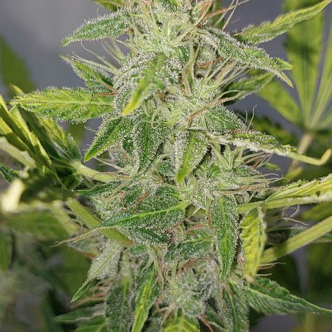 Victoria growlog timeline photo