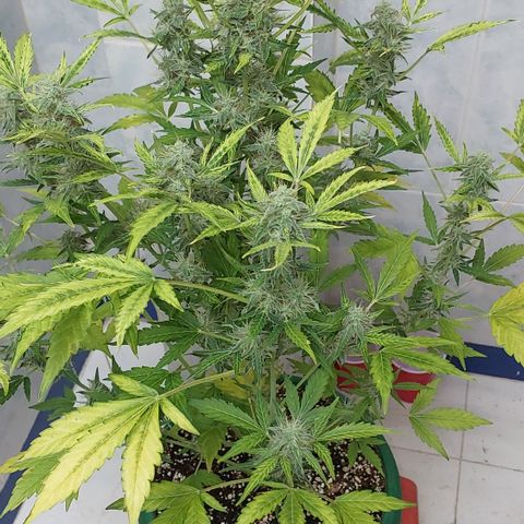Victoria growlog timeline photo