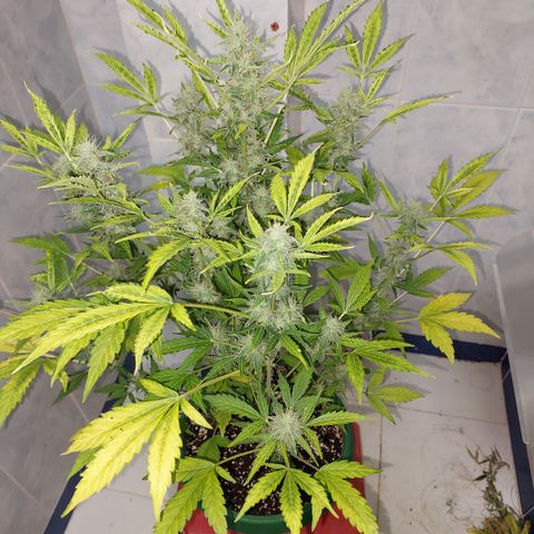 Victoria growlog timeline photo