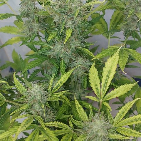 Victoria growlog timeline photo