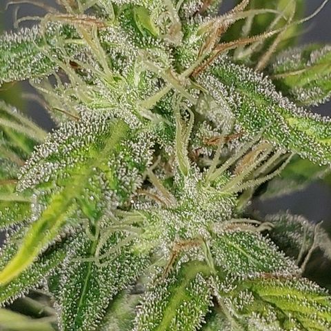 Victoria growlog timeline photo
