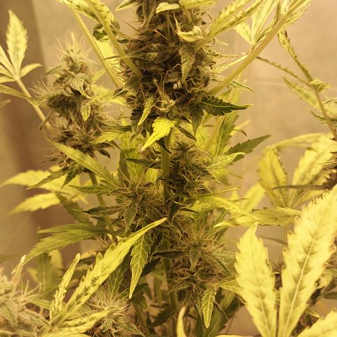 Victoria growlog timeline photo