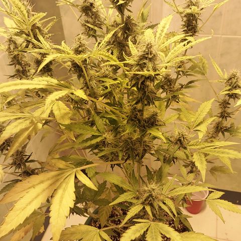 Victoria growlog timeline photo