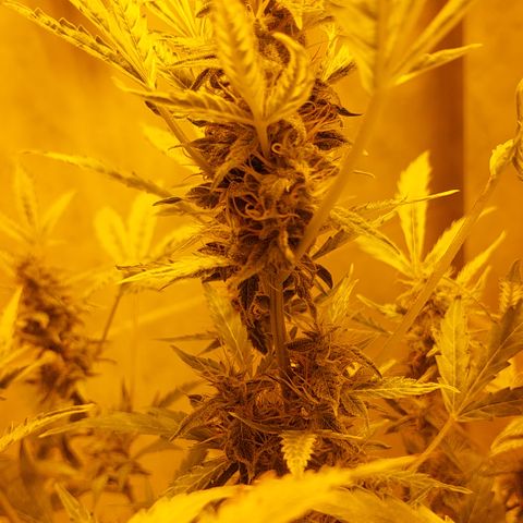 Victoria growlog timeline photo