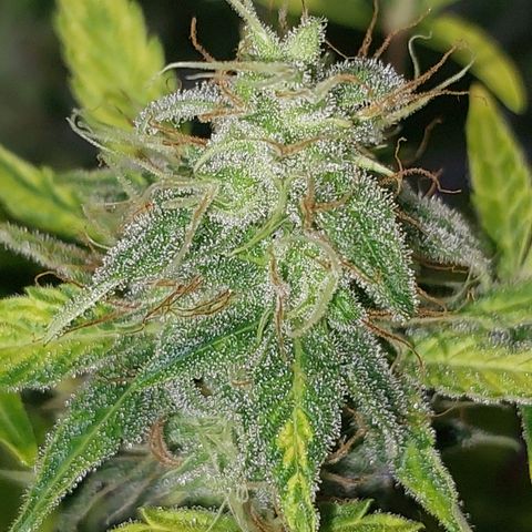 Victoria growlog timeline photo