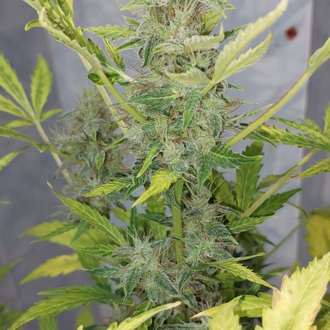 Victoria growlog timeline photo