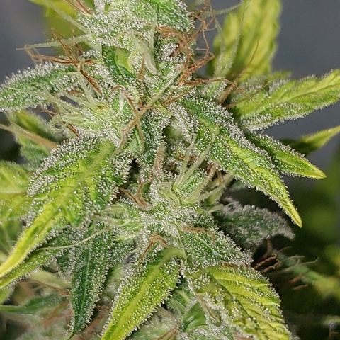 Victoria growlog timeline photo