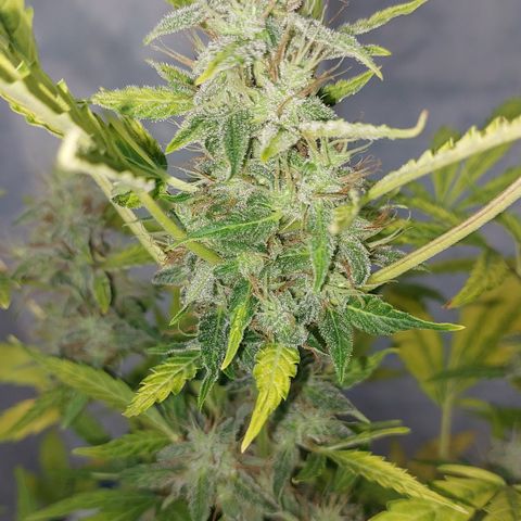 Victoria growlog timeline photo