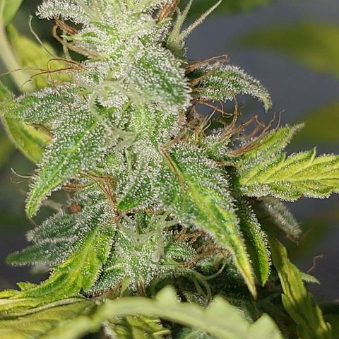 Victoria growlog timeline photo