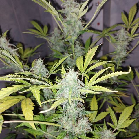Victoria growlog timeline photo