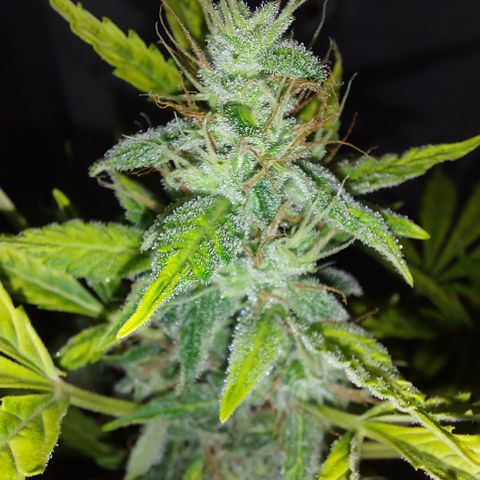 Victoria growlog timeline photo