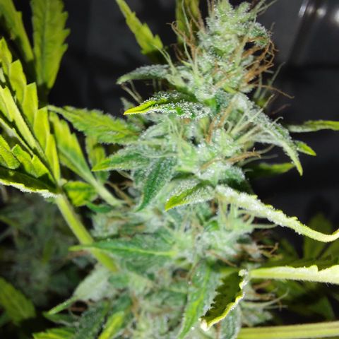 Victoria growlog timeline photo