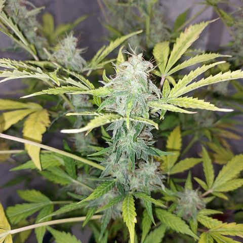 Victoria growlog timeline photo