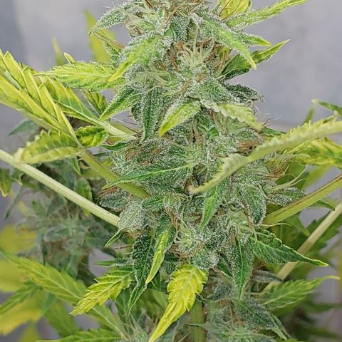 Victoria growlog timeline photo