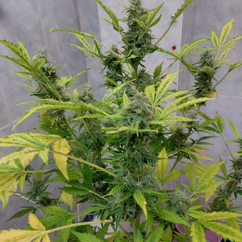 Victoria growlog timeline photo