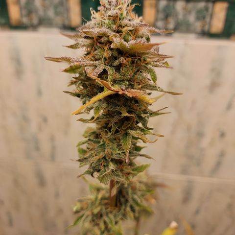 Sasha growlog timeline photo