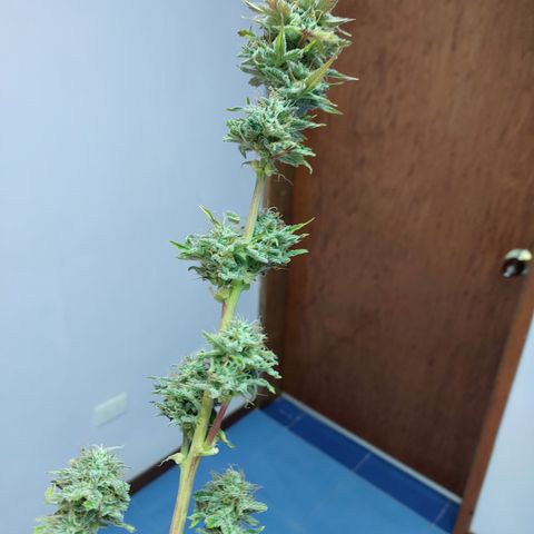 Sasha growlog timeline photo