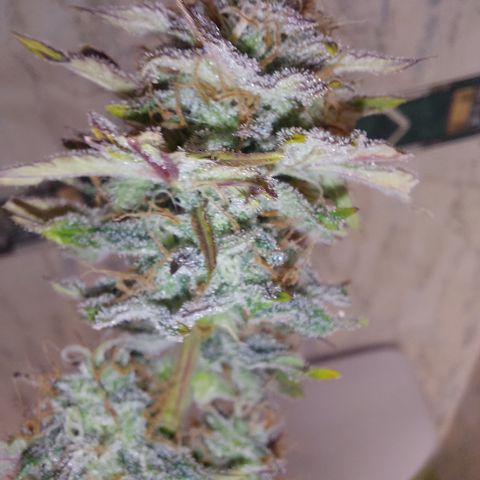 Sasha growlog timeline photo