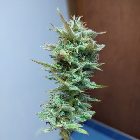 Sasha growlog timeline photo