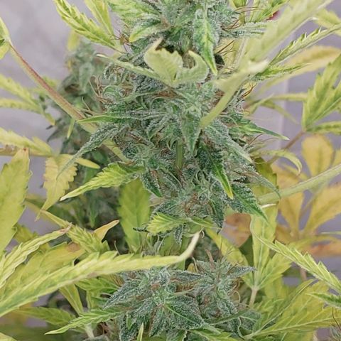 Victoria growlog timeline photo