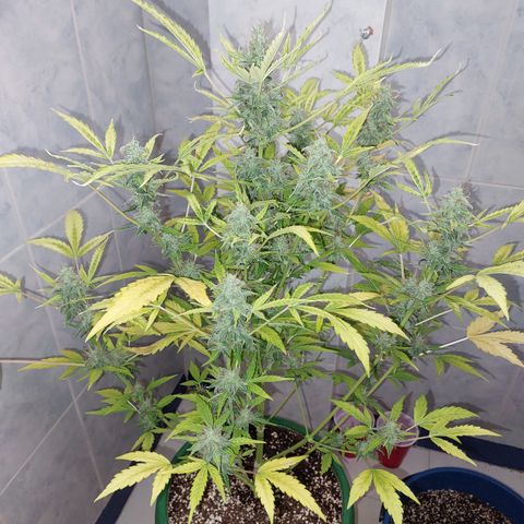 Victoria growlog timeline photo
