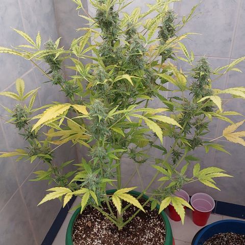 Victoria growlog timeline photo