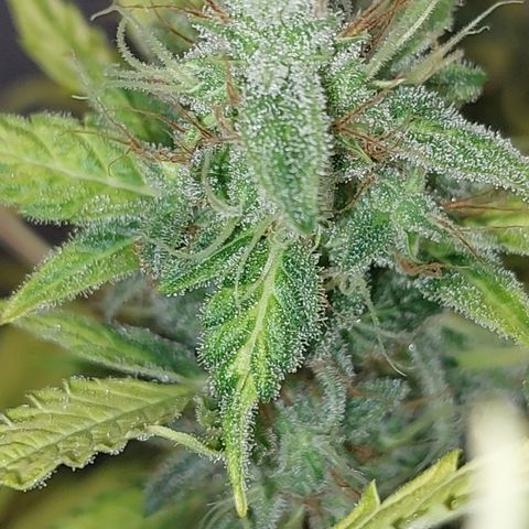 Victoria growlog timeline photo