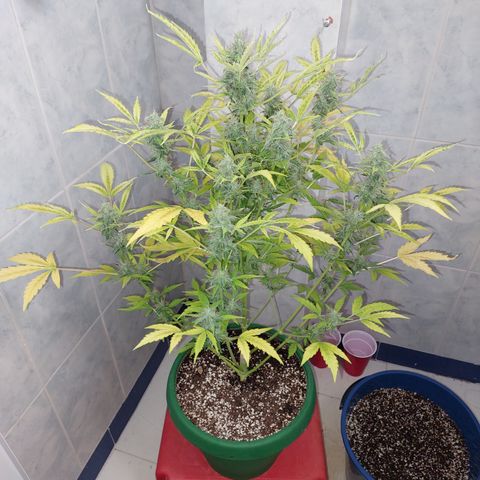 Victoria growlog timeline photo