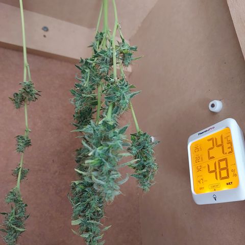 Victoria growlog photo: Hoy cultive a mi niña. Un poco antes de estar al 100% lista. Pero la próxima será mejor. Tricomas Lechosos.