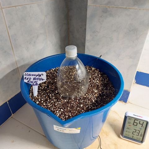 Oscarina growlog photo