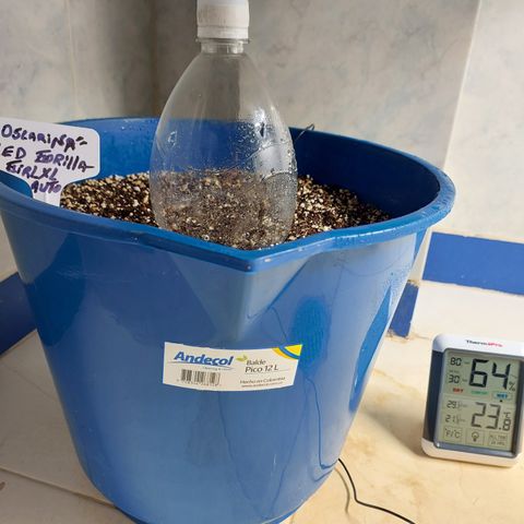 Oscarina growlog photo
