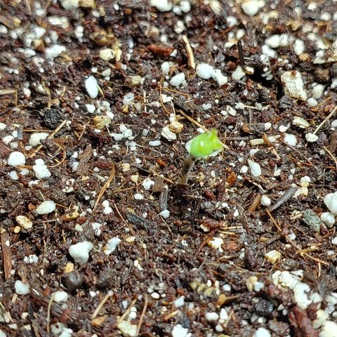 Oscarina growlog photo