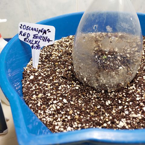 Oscarina growlog photo