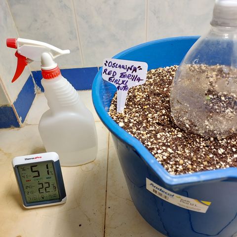 Oscarina growlog photo: Una reina ha nacido ❤️