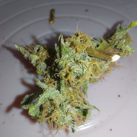 Sasha growlog photo: Así se ve este material. Ya terminamos el secado y ahora vamos a curado. 