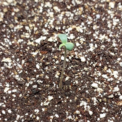 Oscarina growlog photo: Todo va bien hasta los momentos :) Hoy tuvo su primer riego. PH 5.6