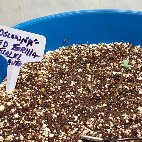 Oscarina growlog photo: Todo va bien hasta los momentos :) Hoy tuvo su primer riego. PH 5.6
