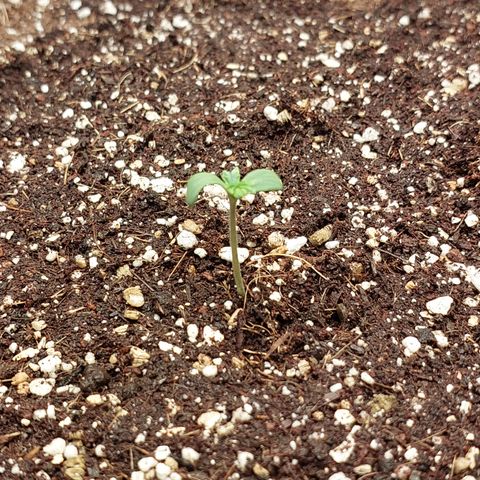 Pamela growlog timeline photo