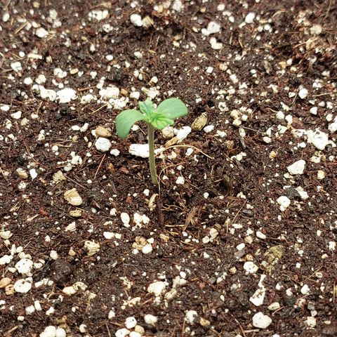 Pamela growlog timeline photo