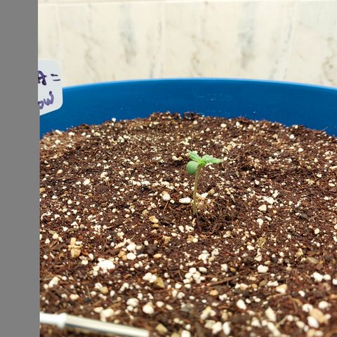 Pamela growlog photo: Ahy vamos :) 