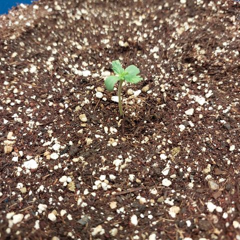 Pamela growlog photo: Ahy vamos :) 