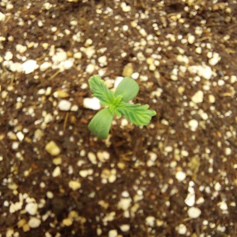 Pamela growlog photo: Ahy vamos :) 