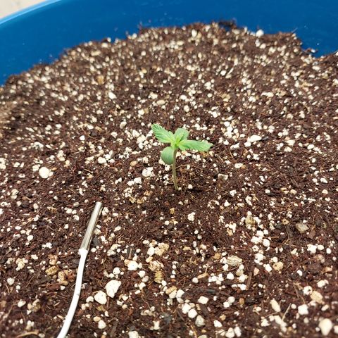 Pamela growlog timeline photo