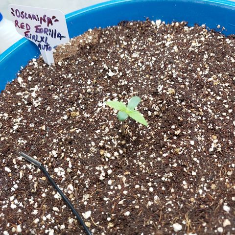 Oscarina growlog timeline photo