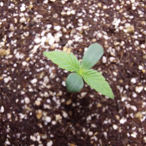 Oscarina growlog timeline photo