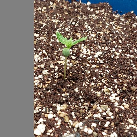 Pamela growlog timeline photo