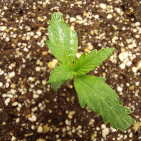 Pamela growlog timeline photo