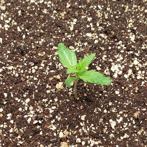 Pamela growlog timeline photo